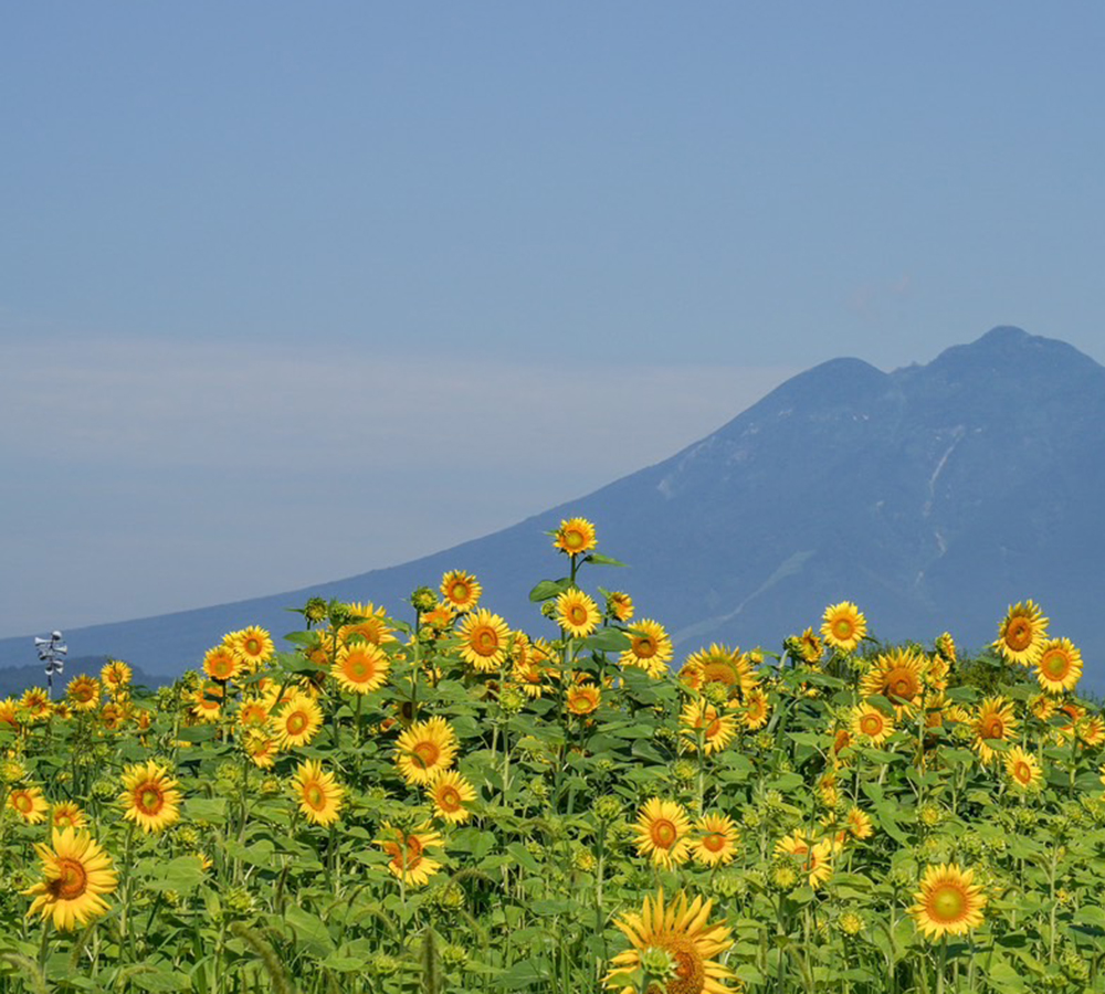 FUJI TIRE